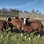 U Cernych Ovci 度假居